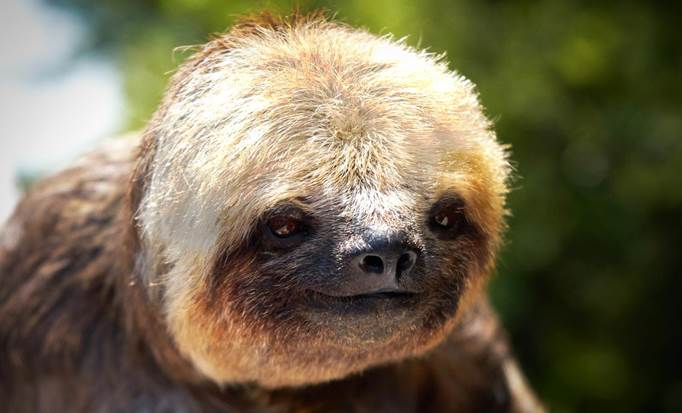 Sloths and Monkeys, Horse Back Riding and Snorkel Combo
